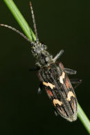 06-5772 Longhorn Beetle (Rhagium bifasciatum) on Reed Stem